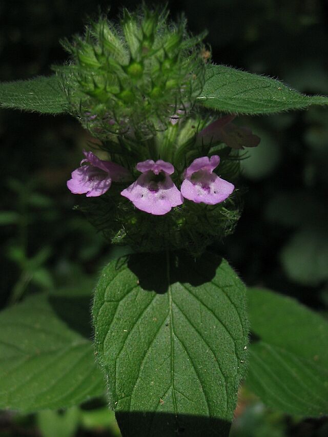 Clinopodium vulgare & Digitalis lutea